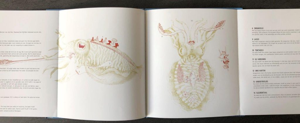 Sepia een prentenboek over zeekatten