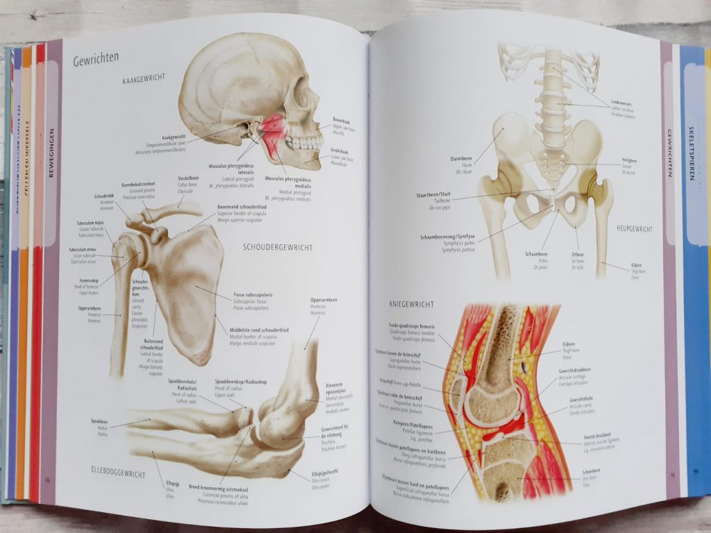 Anatomie van het menselijk lichaam gewrichten