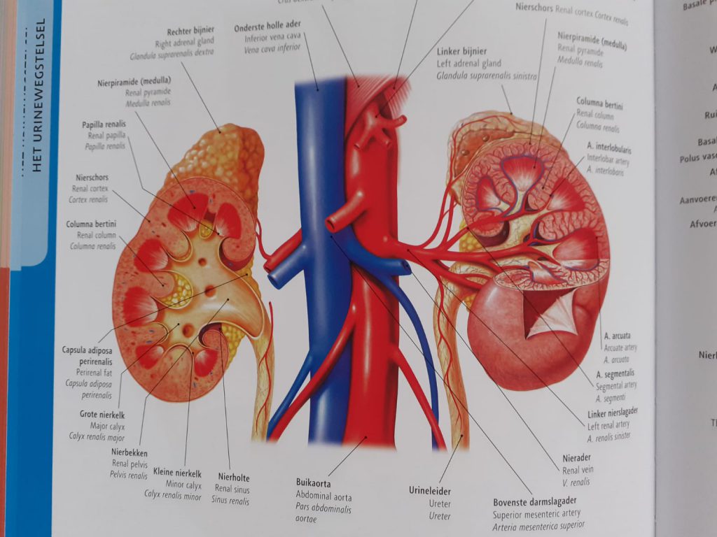 Anatomie van het menselijk lichaam nieren