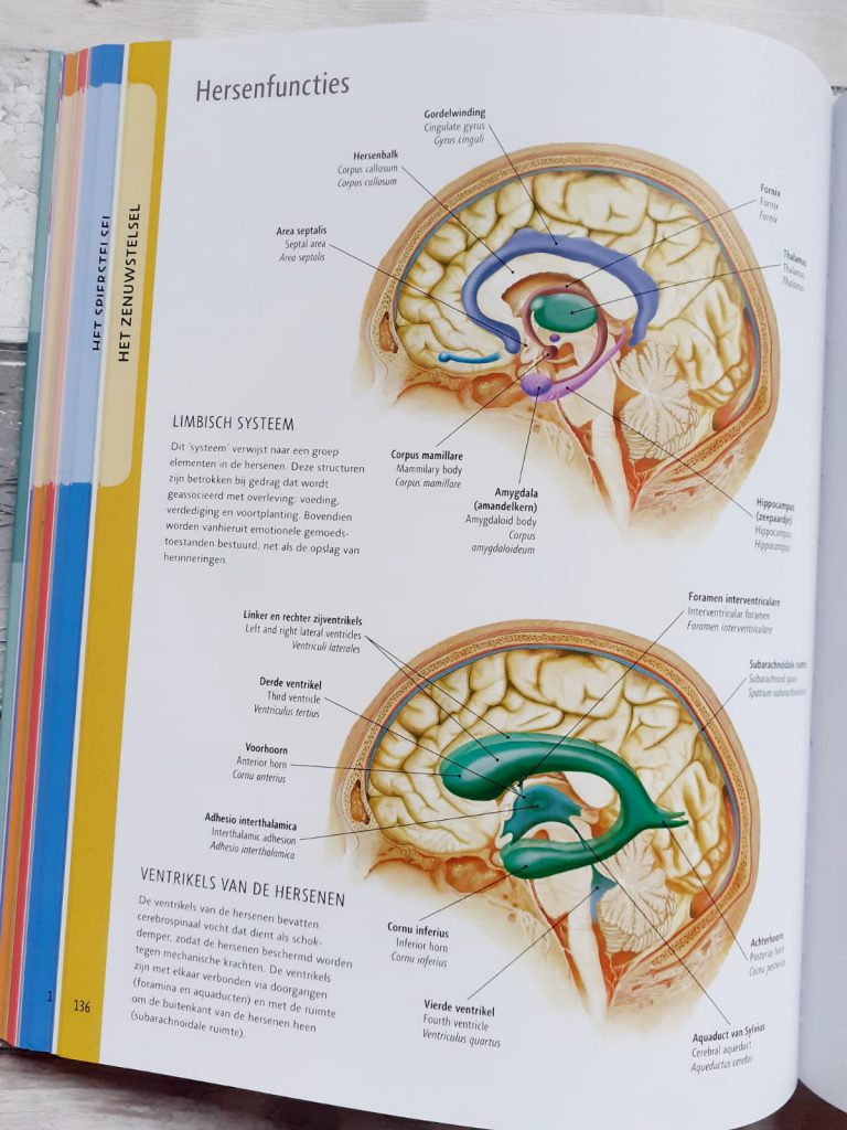Anatomie van het menselijk lichaam hersenen