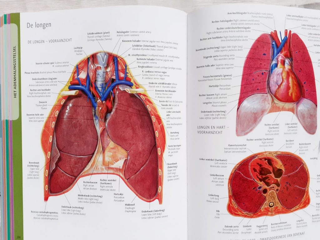 Anatomie van het menselijk lichaam longen