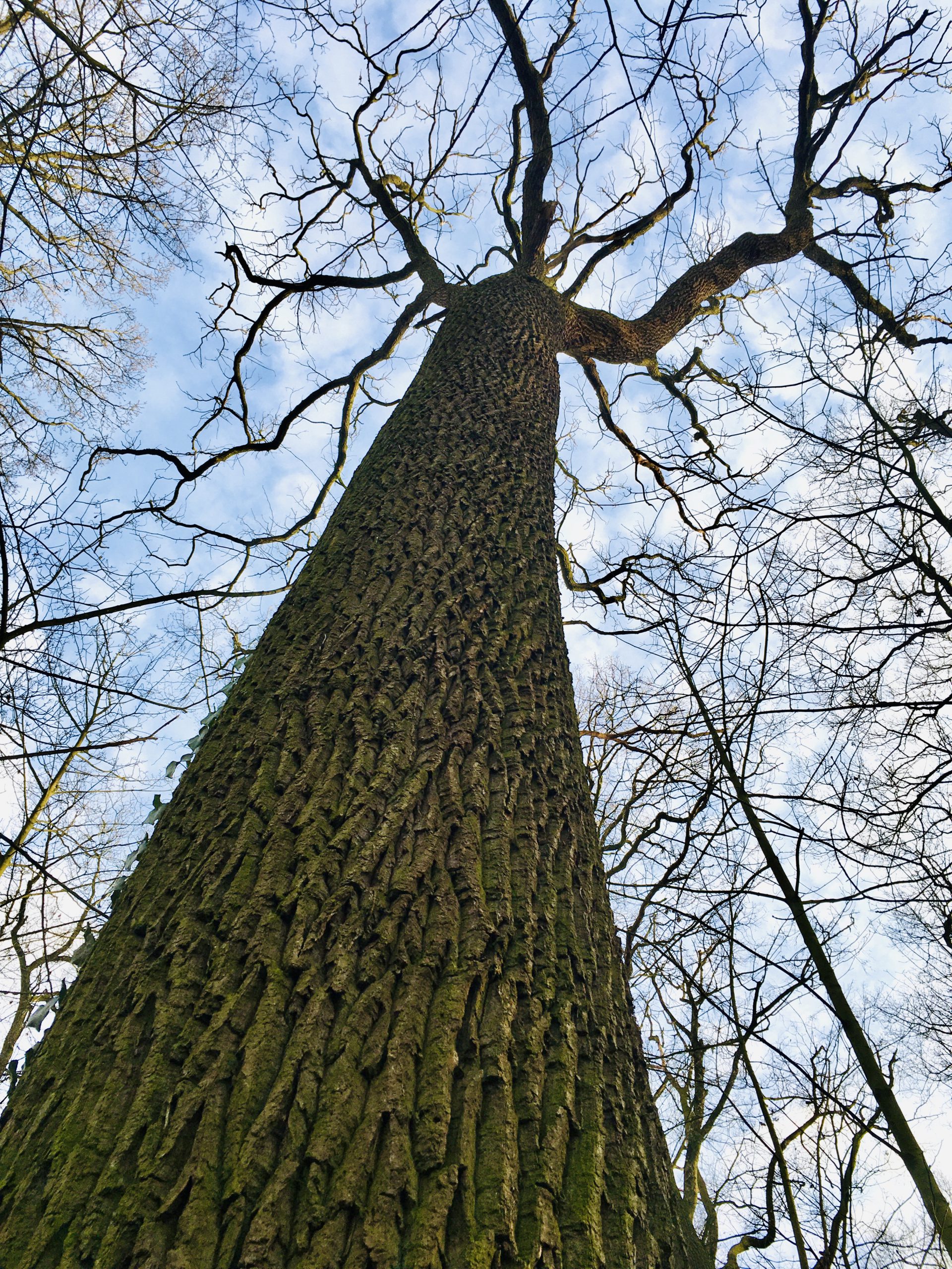 Heks in het groen boom