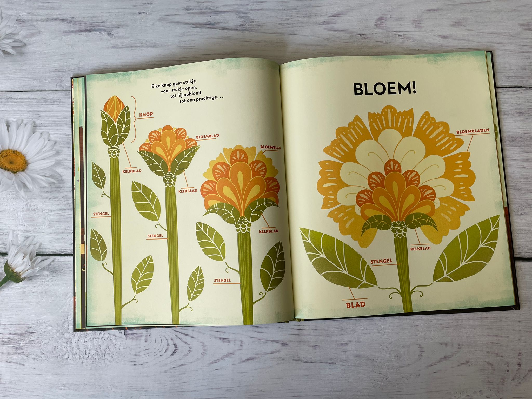 mijn mooiste bloemen boek