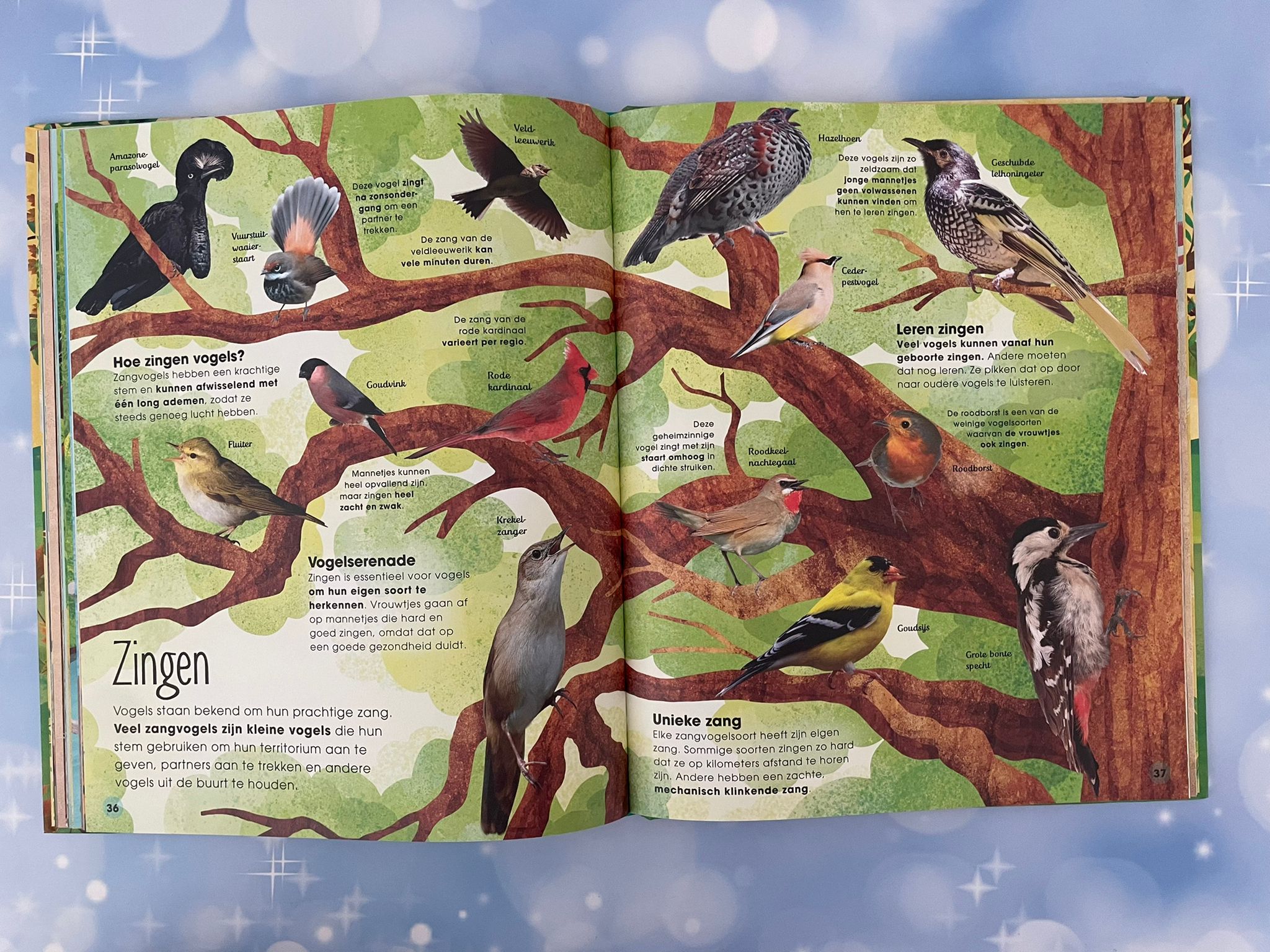 De wonderlijke wereld van vogels