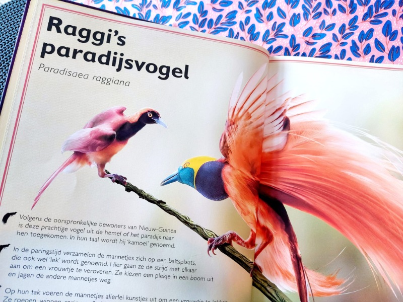 paradijsvogel