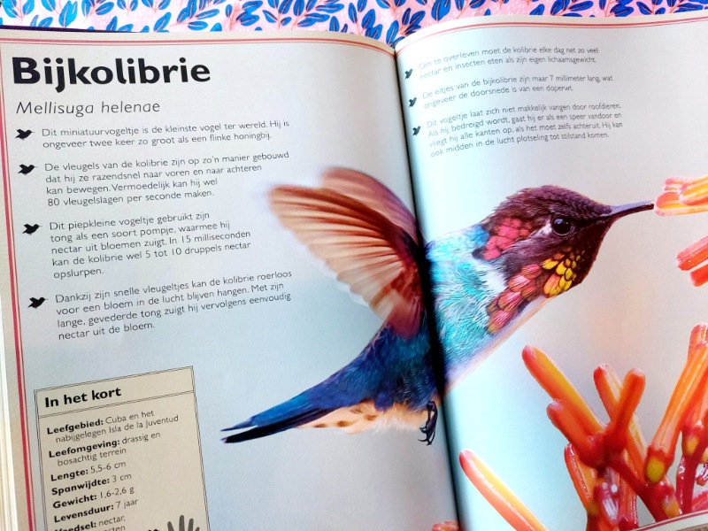 bijkolibrie