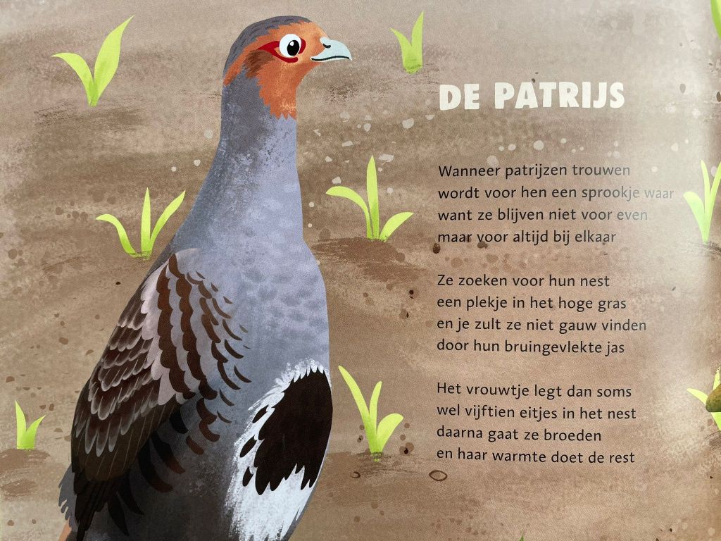 de patrijs